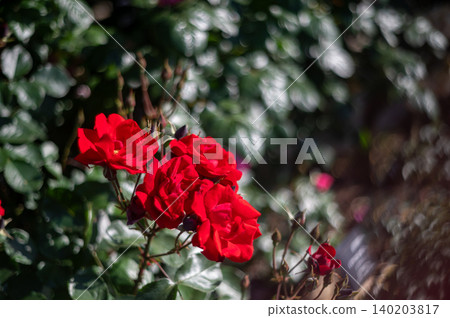 Gion's rose Gion's rose 140203817