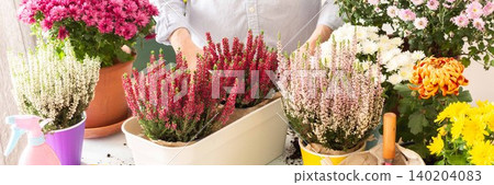 Man gardening, transplanting autumn heather flowers into pots, creating a charming atmosphere on his terrace for fall, banner Man gardening, transplanting autumn heather flowers into pots, creating a charming atmosphere on his terrace for fall, banner 140204083