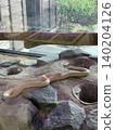 White snakes are believed to bring good luck. 140204126