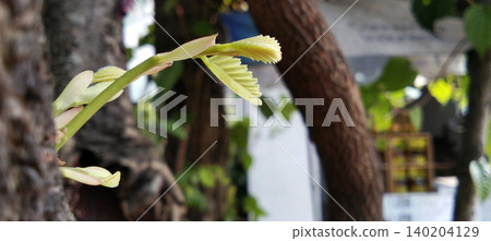 Macro photo showing young, light green leaf shoots just growing from a tree trunk. Macro photo showing young, light green leaf shoots just growing from a tree trunk. 140204129