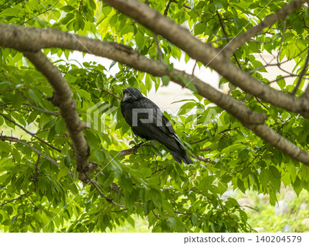 A carrion crow perched on a tree A carrion crow perched on a tree 140204579