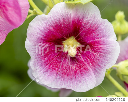 Close-up of a hollyhock flower Close-up of a hollyhock flower 140204628