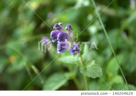 Scutellaria indica, which blooms with purple flowers in early summer. Scutellaria indica, which blooms with purple flowers in early summer. 140204629