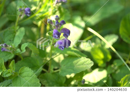 Scutellaria indica, which blooms with purple flowers in early summer. Scutellaria indica, which blooms with purple flowers in early summer. 140204630
