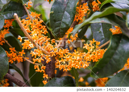 Osmanthus osmanthus Osmanthus osmanthus 140204632