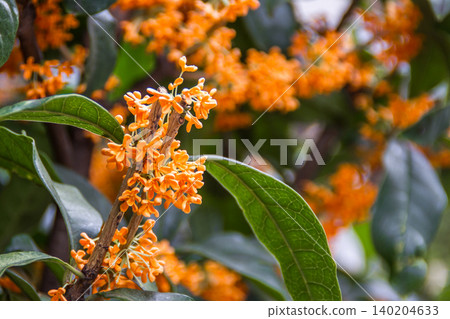 Osmanthus osmanthus Osmanthus osmanthus 140204633