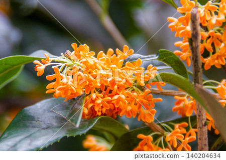 Osmanthus osmanthus Osmanthus osmanthus 140204634