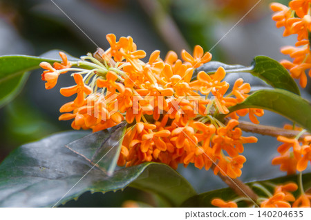 桂花桂花 桂花桂花 140204635