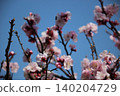 Pink plum blossoms against the blue sky Pink plum blossoms against the blue sky 140204729
