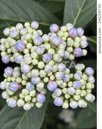 hydrangea hydrangea 140204730
