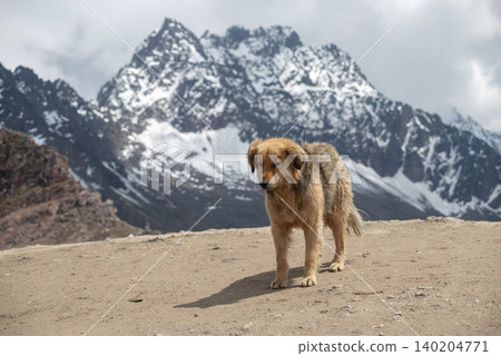 Peruvian dog in mountains 140204771