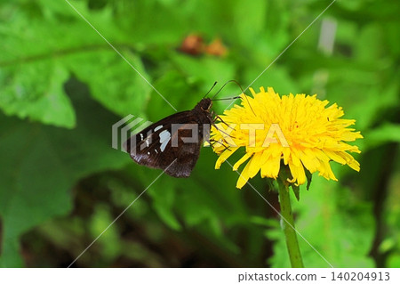 A black skipper butterfly came to sip nectar from a dandelion flower. A black skipper butterfly came to sip nectar from a dandelion flower. 140204913