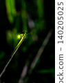 Genji fireflies glow in the moonlight. 140205025
