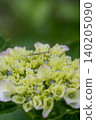 Hydrangeas and praying mantises blooming in the rainy season 140205090