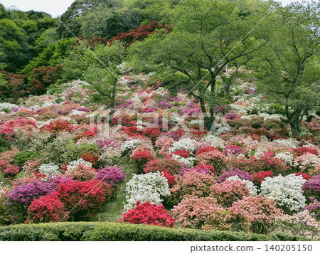 杜鵑花盛開的杜鵑花園 杜鵑花盛開的杜鵑花園 140205150