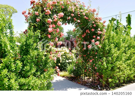 Ayase Rose Garden, Ayase City, Kanagawa Prefecture: Rose arches and fully bloomed roses along the walking path. Ayase Rose Garden, Ayase City, Kanagawa Prefecture: Rose arches and fully bloomed roses along the walking path. 140205160