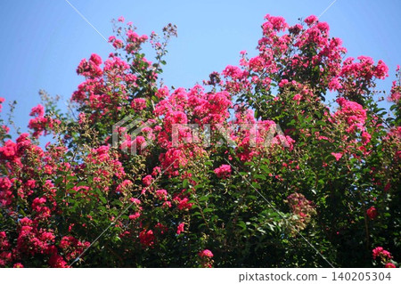 夏日天空中盛開的紫薇花 夏日天空中盛開的紫薇花 140205304