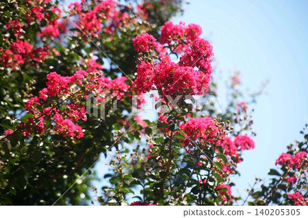 Crape myrtle flowers blooming in the summer sky 140205305