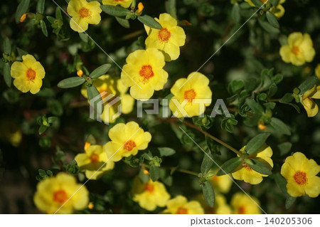 portulaca yellow flower portulaca yellow flower 140205306