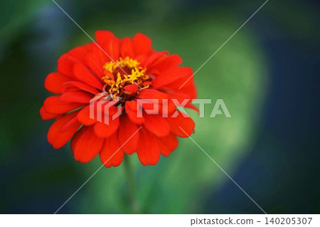 Vertical curry red flower 140205307