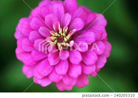 Zinnia, reddish-purple flowers Zinnia, reddish-purple flowers 140205310