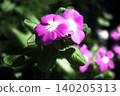 Vinca flowers bloom in the dappled sunlight. 140205313