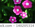 Vinca flowers bloom in the dappled sunlight. 140205314