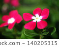 Vinca flowers bloom in the dappled sunlight. 140205315