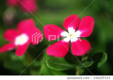 Vinca flowers bloom in the dappled sunlight. 140205315