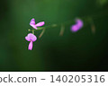 Desmodium flowers blooming in the field 140205316