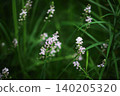 White flowers of the wild flower *Scilla scilloides* 140205320
