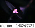 Murasakigoten's flower blooms 140205321