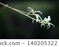 Houseplant: Spider plant 140205322