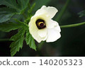 Vegetable Okra Flower 140205323
