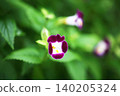 Torenia crimson flower 140205324