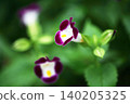 Torenia crimson flower 140205325