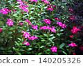 The periwinkle flowers blooming profusely 140205326