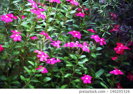 The periwinkle flowers blooming profusely 140205326