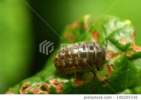 Close-up of a pill bug eating a leaf damaged by insects. Close-up of a pill bug eating a leaf damaged by insects. 140205336