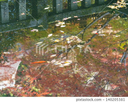 Goldfish in the pond and autumn leaves reflected on the water's surface. 140205381