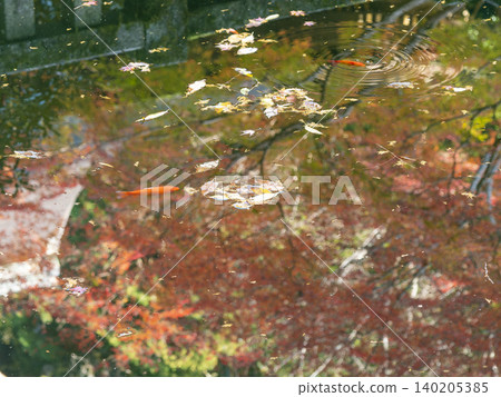 Goldfish in the pond and autumn leaves reflected on the water's surface. Goldfish in the pond and autumn leaves reflected on the water's surface. 140205385