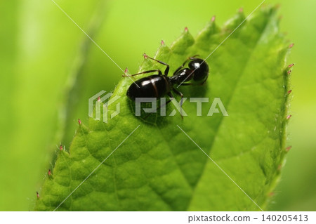 一張特寫照片,照片中似乎是一隻黑蟻(Lasius niger)蟻後,靜靜地棲息在植物葉子上。 一張特寫照片,照片中似乎是一隻黑蟻(Lasius niger)蟻後,靜靜地棲息在植物葉子上。 140205413