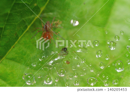 A close-up of a young grass spider waiting for prey under a web. A close-up of a young grass spider waiting for prey under a web. 140205453