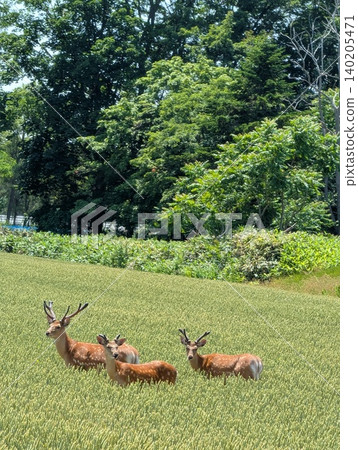 A Hokkaido deer taking a stroll in a field? Or perhaps having a meal? A Hokkaido deer taking a stroll in a field? Or perhaps having a meal? 140205471