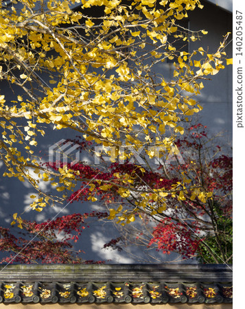 Ginkgo trees with autumn leaves and autumn leaves Ginkgo trees with autumn leaves and autumn leaves 140205487