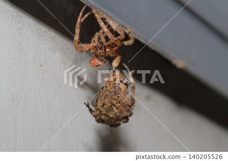A large spider, believed to be a type of orb-weaver spider, has molted, and the shed exoskeleton is hanging from the adult spider. A large spider, believed to be a type of orb-weaver spider, has molted, and the shed exoskeleton is hanging from the adult spider. 140205526