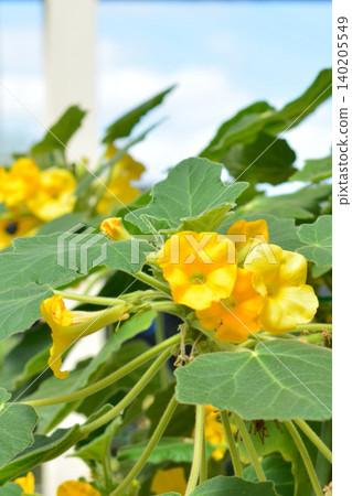 Uncarina花 140205549