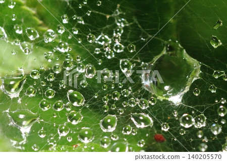 Spider web of rain Spider web of rain 140205570
