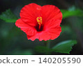 Hibiscus blooming in red 140205590