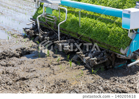 Behind the rice transplanter. Variety: Tsuyahime Behind the rice transplanter. Variety: Tsuyahime 140205618